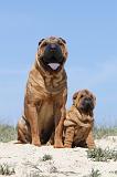 SHAR-PEI 119